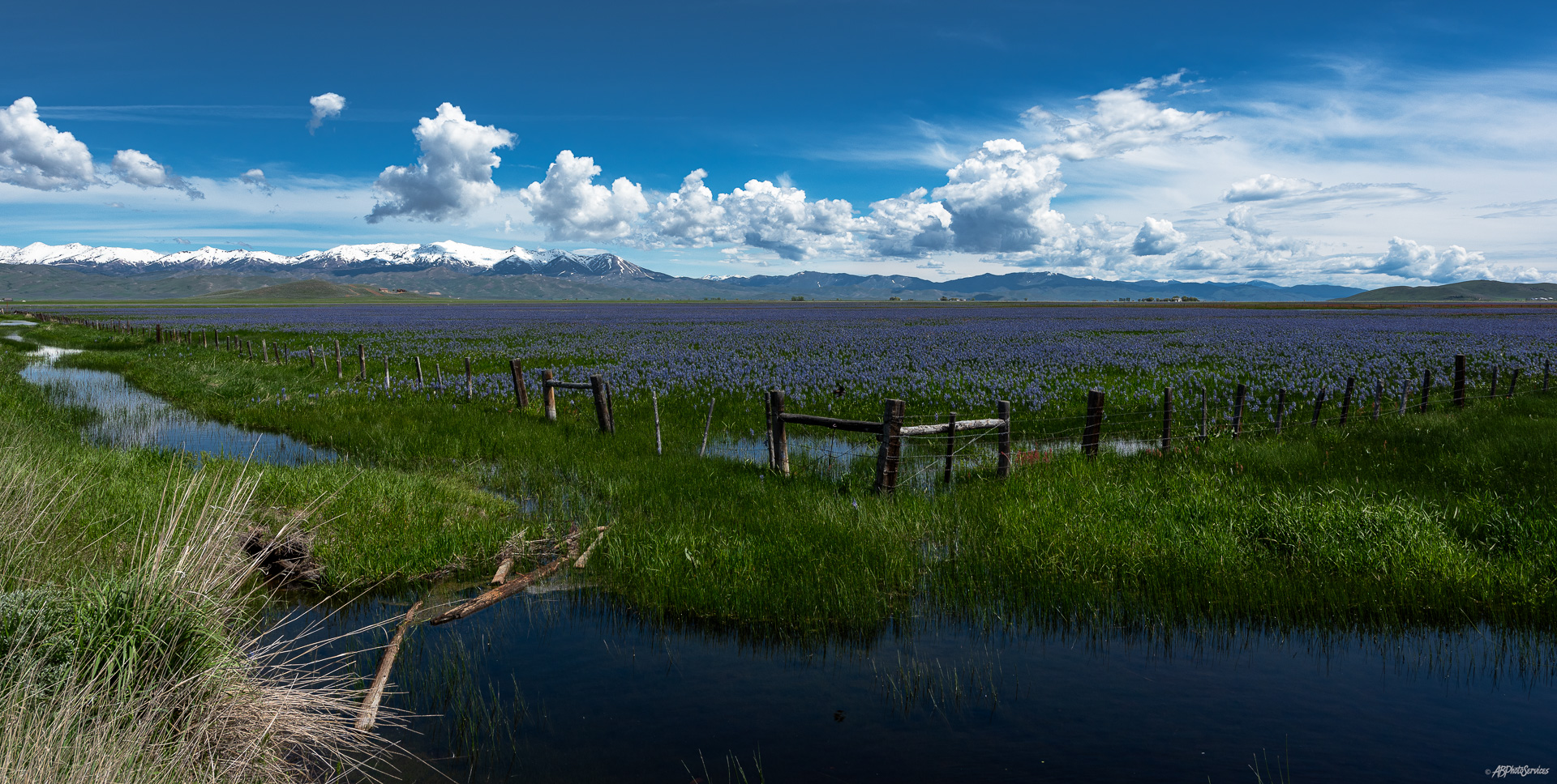 Camas Lilies Blooming. Hill City Idaho. 360° tour Allen Baxter Allen